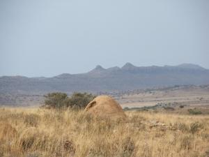 Commercial Farms in The Karoo In High Demand